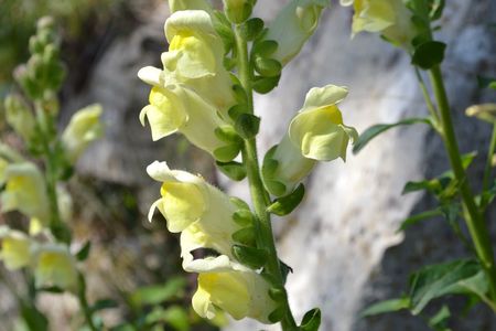 <p>Gueule de loup à larges feuilles - <em>Antirrhinum majus</em> subsp<em> latifolium</em> - Plantaginacées</p>