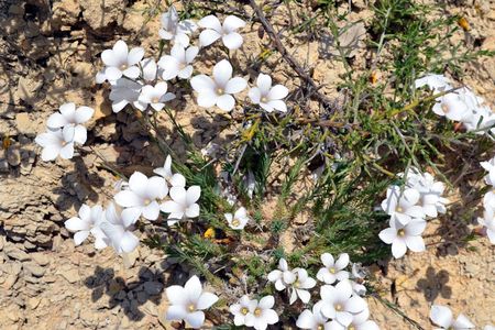 <p>Lin à feuilles de Salsola - <em>Linum suffruticosum </em>subsp<em>. appressum</em> - Linacées</p>