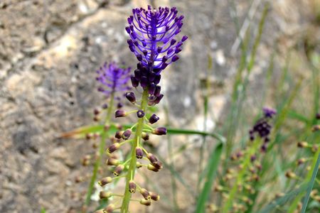 <p>Muscari à toupet - <em>Muscari comosum</em> - Asparagacées</p>