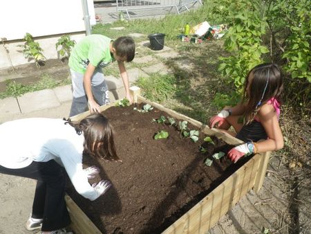 <p>Plantation de fraisiers</p>