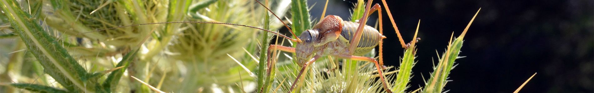 Autour des plantes