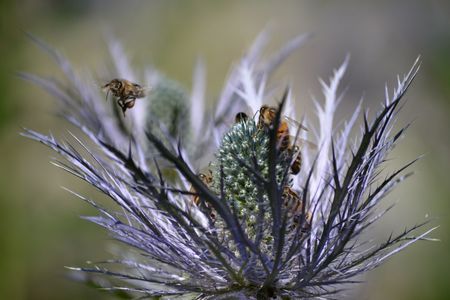 <p>Abeille domestique (<em>Apis mellifera</em>) sur panicaut des Alpes</p>