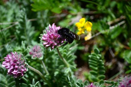 <p>Abeille charpentière (<em>Xylocopa violacea</em>) butinant l'anthyllide des montagnes</p>