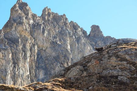 <p>Bouquetin des Alpes (<em>Capra ibex</em>)</p>