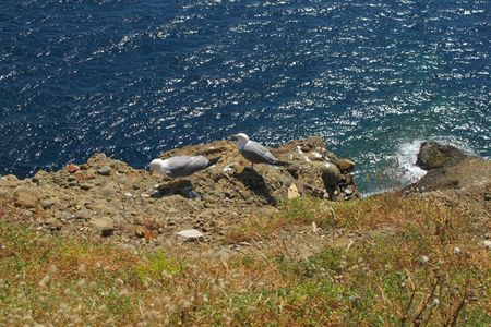 <p>Goéland leucophée <em>(Larus michahellis</em>)</p>