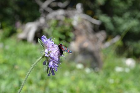 <p>Zygène transalpine (<em>Zygaena transalpina</em>) sur la knautie des champs</p>