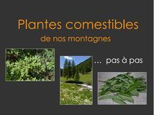 Plantes Comestibles De Nos Montagnes