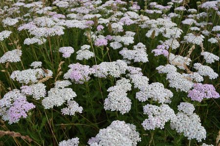 <p>Achillée millefeuille - <em>Achillea millefolium</em> - Astéracées</p>