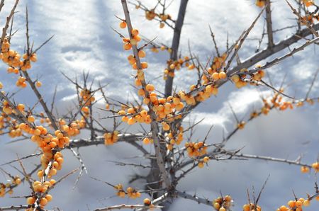 <p>Argousier - Hippophae rhamnoides - Elaeagnacées</p>