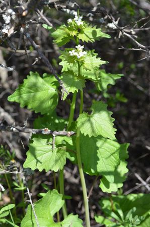 <p>Alliaire -<em> Alliaria petiolata</em> - Brassicacées</p>