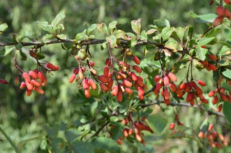 <p>Epine vinette - <em>Berberis vulgaris </em>- Berbéridacées</p>