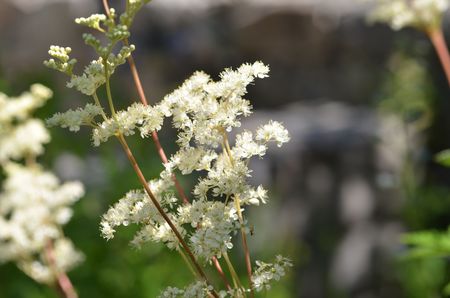 <p>Reine des prés - <em>Filipendula ulmaria</em> - Rosacées</p>