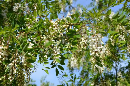 <p>Faux acacia - <em>Robinia pseudoacacia</em> - Fabacées</p>