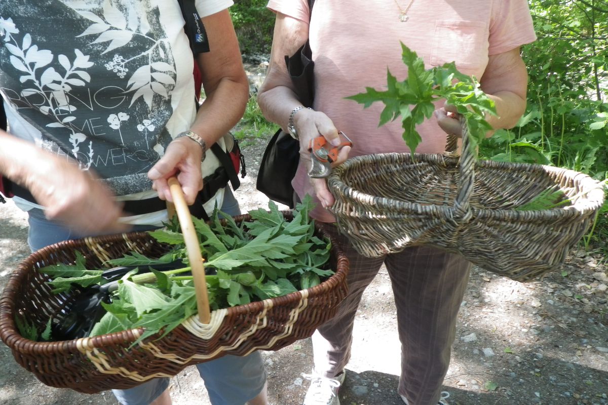 Stages plantes culinaires