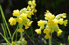 Primula Veris 03