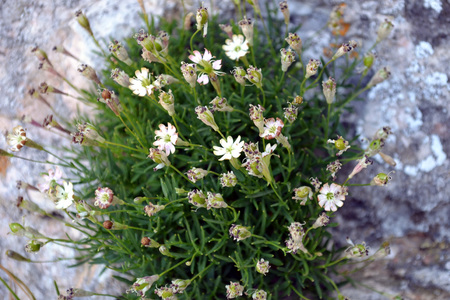 <p>Silène saxifrage - <em>Silène saxifraga</em> - Saxifragacées</p>