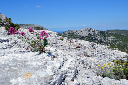 <p>Centranthe rouge - <em>Centranthus ruber</em> - Caprifoliacées</p>