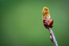 Chestnut Tree Gb230e5872 1920