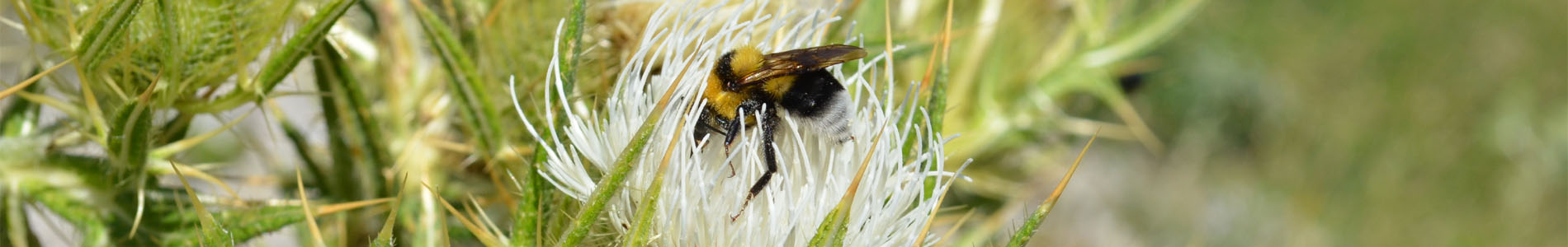 Reconnaître les plantes