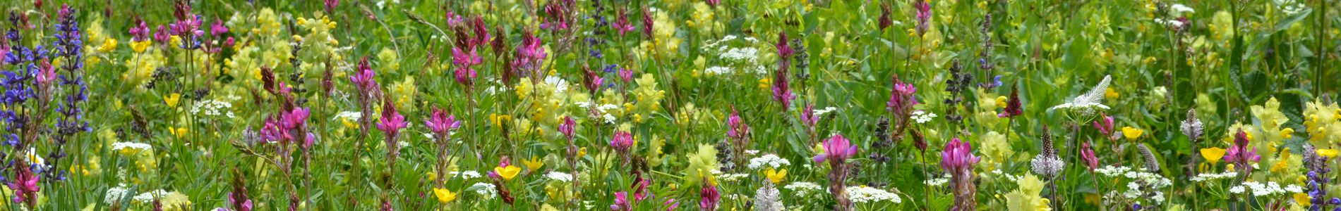 Les mardis des Plantes