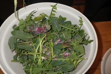 Salade Sauvage
