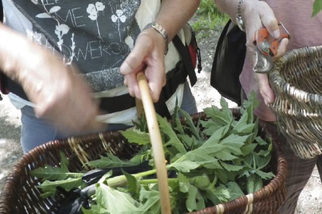 Stage plantes sauvages comestibles