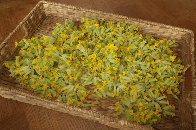 Les ateliers-tisane du jeudi matin