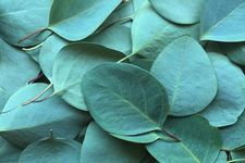 Eucalyptus 2086785 1280