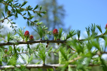 Larix Decidua 03
